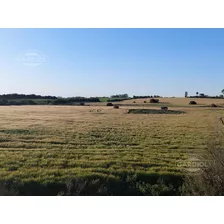 Venta De Campo En Huertos Del Rosario. Rosario, Colonia.