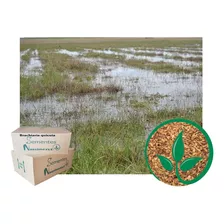 Brachiaria Humidicola Quicuio 2kg Resistente Ao Alagamento