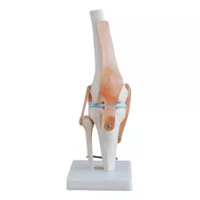 Modelo Articulación De Rodilla Traumatologos Enseñanza Salud