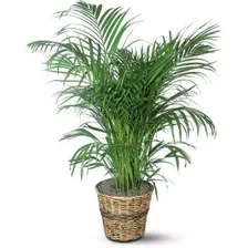 1.500 Sementes Palmeira Areca Bambu D.lutescens 