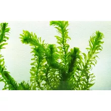 Elodea Plantas Acuario Estanque Pecera 