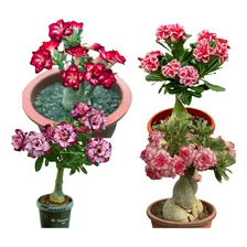 4 Flor Enxertada Rosas Do Deserto Dobradas Triplas Adultas 