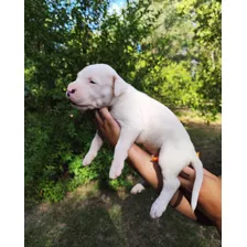 Exelentes Dogos Argentinos 