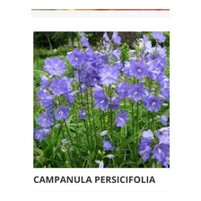 Plantas De Campanula Persicifolia. Colores. Azul/blanca Mix