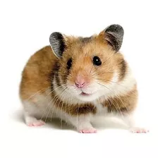 Hamster Siryo 