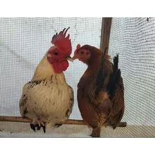 Parejas De Kikiriki Gallo Y Gallina 