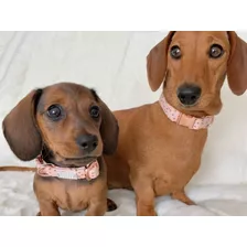 Cachorros Dachound Perros Salchicha