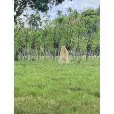 Finca Ganadera 2,800 Tareas En Monte Plata