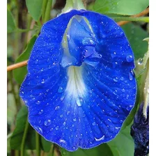 100 Sementes De Fadinha Borboleta Azul + Frete Grátis,,