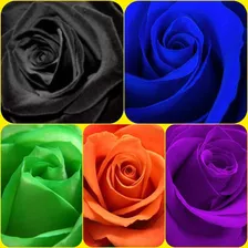 Semillas De Rosas Cinco Colores Mix.