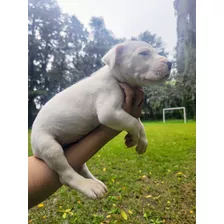 Dogos Argentinos De Calidad Indiscutible!! 