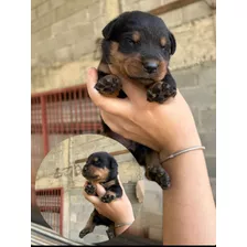 Rottweiler Cachorros Hermosos 