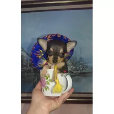 Chihuahua Hermoso Cachorro Pureza Garantizada X 450 Machito