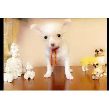 Bellos Cachorros Chihuahua Mini Toy Puros 450 Blancos Beige