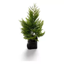 Planta Pino Juniperus Bonsai