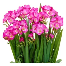 8 Bulbos De Fresias Aromáticas Color Rosado! 