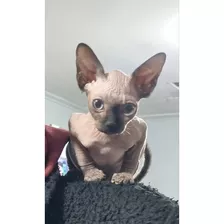 Gato Sphynx Macho Ojos Azules Sin Castrar Entrega Inmediata 