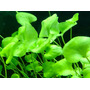 Tercera imagen para búsqueda de combo plantas acuaticas