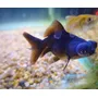 Segunda imagen para búsqueda de peces carassius