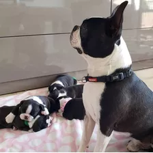 Cachorros Boston Terrier 100% Puros 