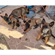 En400 Cada Cachorro Pastor Belga Malinois