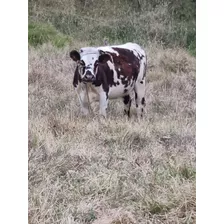 Vaca Normanda Edad 2.5 Años - Unidad a $4500000