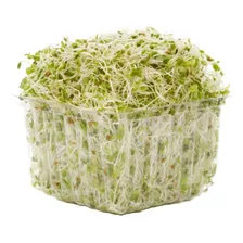 Semillas De Alfalfa Ideal Para Hacer Germinados 1kg