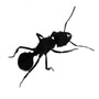 Segunda imagen para búsqueda de hormiga reina
