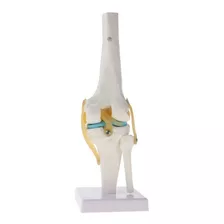 Modelo 1:1 De Esqueleto De Rodilla Humana De Tamaño Natural