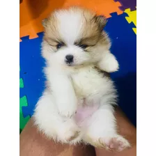 Vendo Lulu De Pomerania Anão 