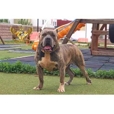 Monta Semental American Bully Xl Shere Khan