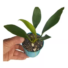 Homalomena Sekadau Planta Para Acuario Paludario.