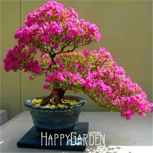 Bonsai Azalea Color Cereza 5 Semillas De Sakura Japones