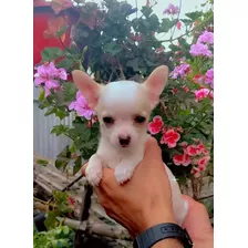 Chihuahua Hermosos Cachorros 450 Cabeza De Manzana Mini Toy