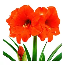 Bulbos Amaryllis Amarilis Laranja + Fastgrow