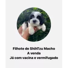 Vendo Filhote Shihtzu