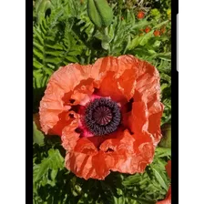 Amapola Gigante, Papaver Orientale, Super Grandes, + 300 Sem