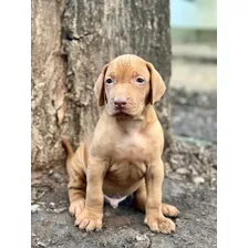 Cachorros Braco Húngaro O Vizsla