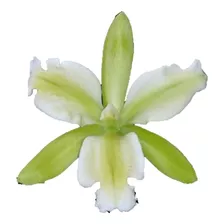 Planta Orquídea Cattleya Leopoldii Alba Trilabelo Pré-adulta