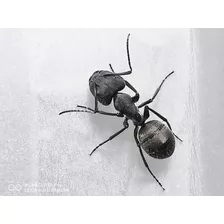 Camponotus Distinguendus (gigante) Colonia Ants Criadero