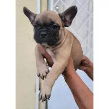 Tenemos Lindos Cachorros Bulldog Frances