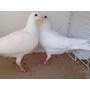 Primera imagen para búsqueda de palomas blancas