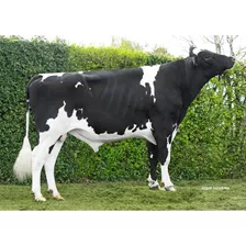 Semen Bovino Holstein - Poppy Pp