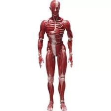 Freeing Figura De Accion Modelo Anatomico Humano, Multicolor