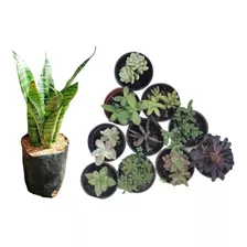 10 Suculentas Exóticas + 1 Lengua De Suegra Sansevieria