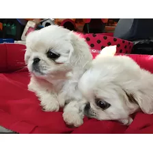 Cachorros Pequines Mini