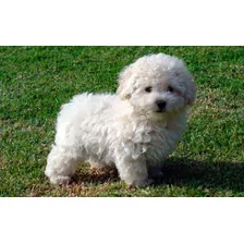 French Poodle Mini Toy