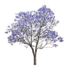 500 Sementes P Mudas Jacaranda Azul Mimoso Sítio Fazenda 