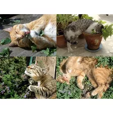 100 Sementes De Catnip Erva Gatuna Dos Gatos Nepeta Cataria