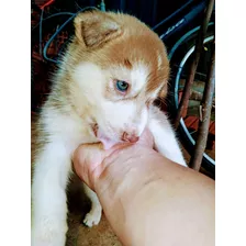 Filhotes De Husky Siberiano Puros 